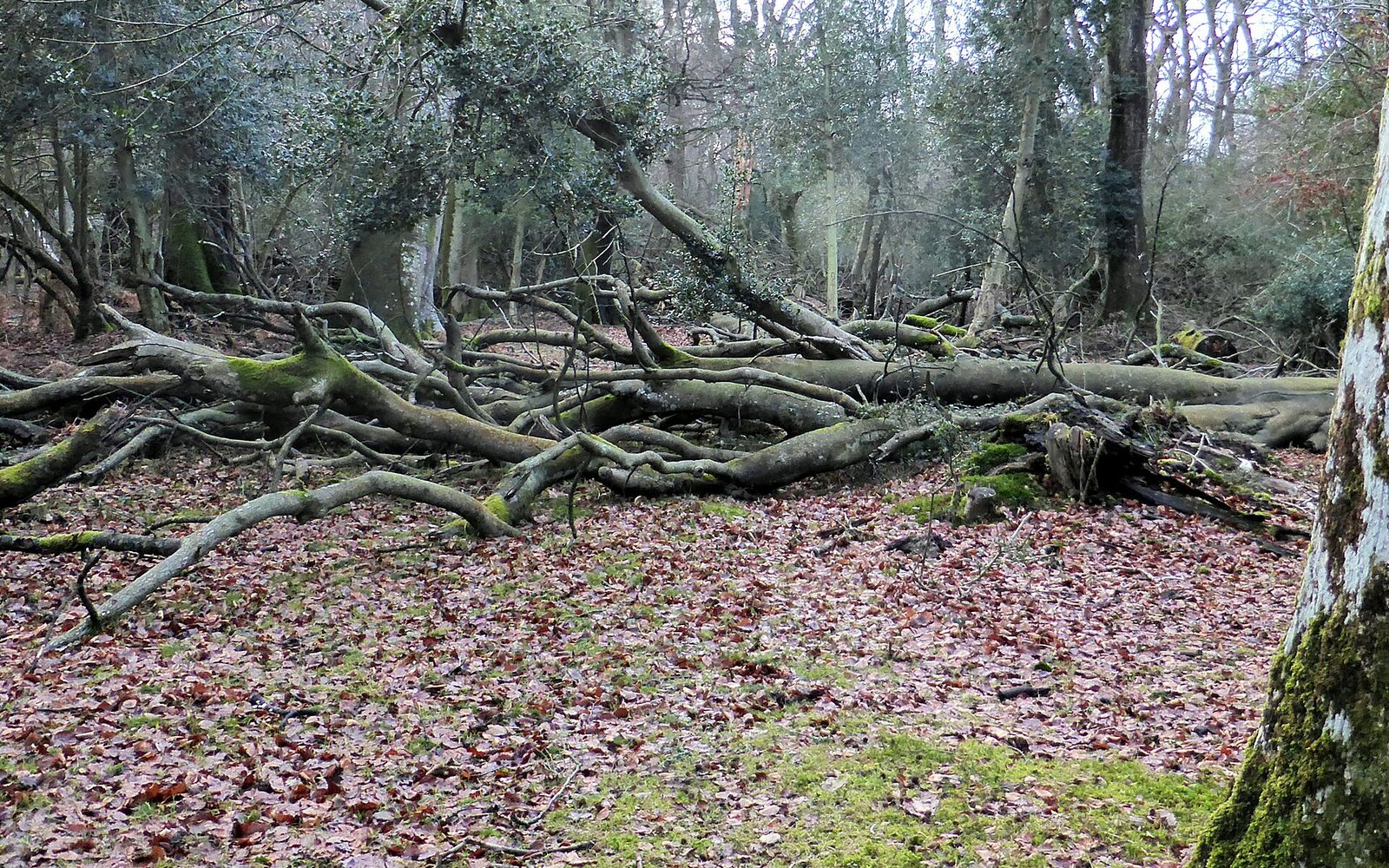 Trees brought down by a storm in the New Forest